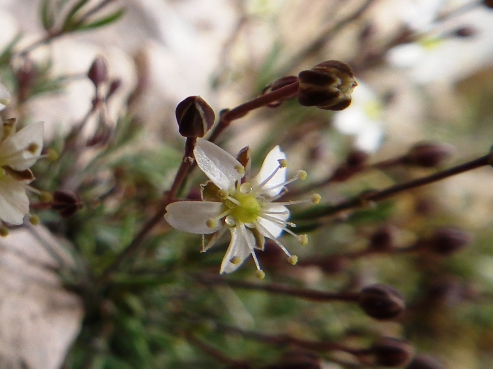 Moehringia glaucovirens / Moehringia verde-glauca